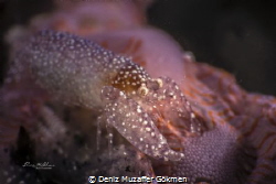 soft coral snapping shrimp (synalpheus neomeris with eggs by Deniz Muzaffer Gökmen 